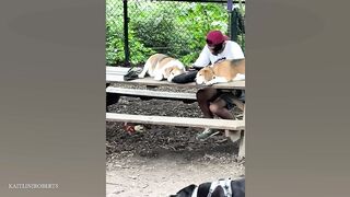The world’s FUNNIEST DOGS 2024 are here! ???????????? Funniest Animal Videos.