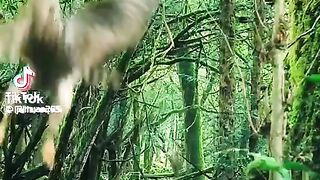 La forêt