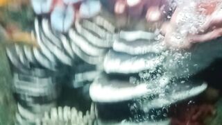 Fishes world