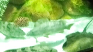 Cute fishes 2