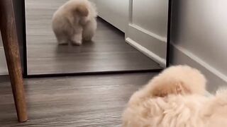 Scare dog