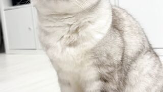 a fraud cat hahahaha