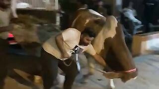 Funny Qurbani ka janwar