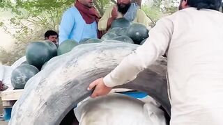 Larkay Ne Chupaye Tyre Mein Tarbooz