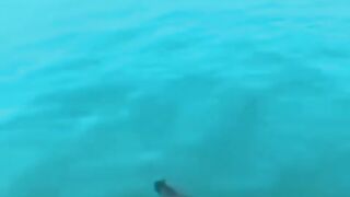 Funnydogs 46