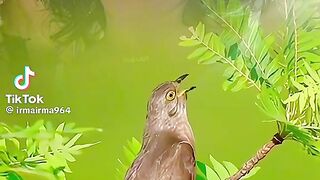 سبحان الله وبحمده 2