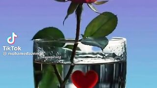 الحياه مدرسه 2