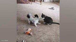 Funny_Dogs_And_Cats_Videos_2024_