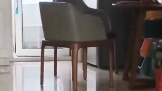 Funny Cat and Dog 1