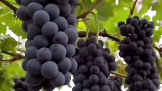 Fruits fun
