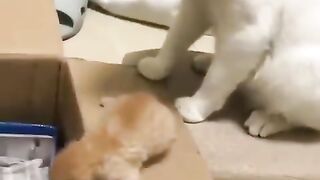 terrible parent cat