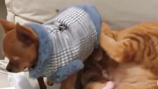 Funny Cat and Dog 2