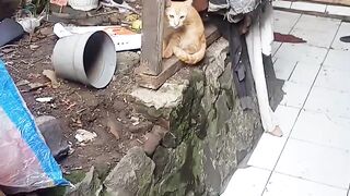 Lonely kitty