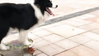 #funnypets
