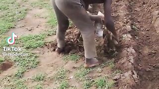 La période agricole dépassée