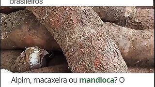 Mandioca de fonte rica de energia