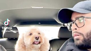 Clever Dog 3