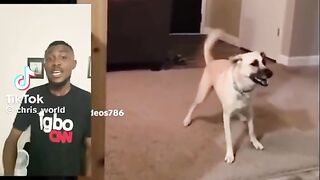 Weird Pets