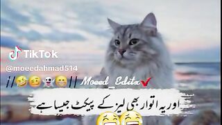 Funny video