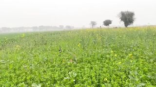 Green Land