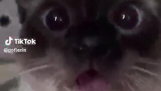 funyy cats