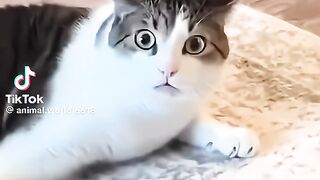 funny cats 39