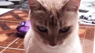 Meow cats song