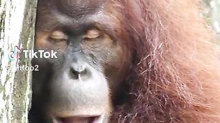 funny monkey 8