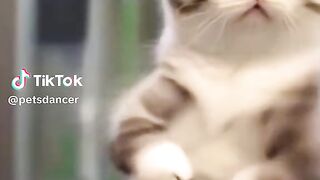 cute cat dance????