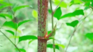 Satisfying bamboo cutting |asmr