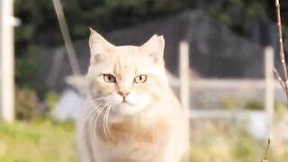 CATS & DOGS
