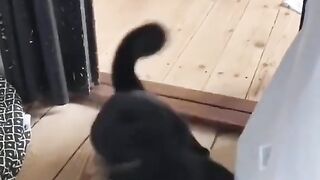 fyp / foryou / funny / cat / tiktok / catsoftiktok
