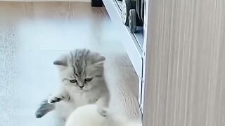 funny cute cats & dogs / viral / funnyvideo / trending / reels