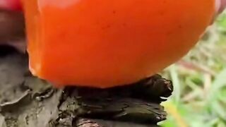 Fruits 7