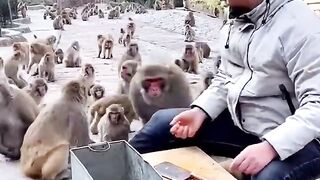 Funny monkeys.  Funny video