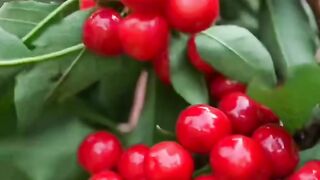 Harvest fruit 2