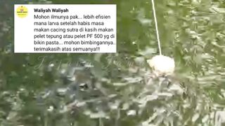 Larva lele baru lepas CASUT diberi pakan PELET TEPUNG atau PF 500❗Lebih bagus mana❓