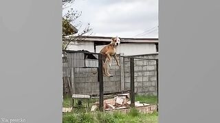 FUNNY_ANIMALS_videos