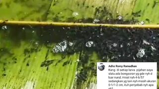 4 Penyebab ikan lele tumbuh tidak rata ukurannya❗Dan begini cara mengantisipasinya