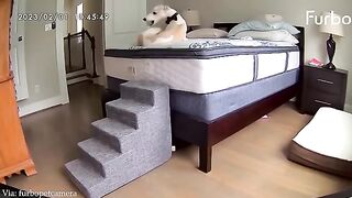 Funny_ANIMALS_videos????_You_Laugh_You_Lose