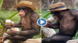 Jealous Monkey