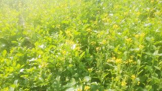 Saag shalj@m