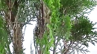 Plant katting growing media