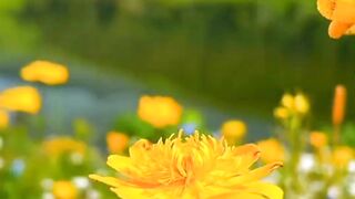 Best nature flower