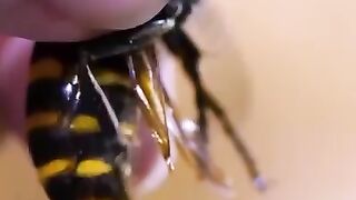 Honey bee
