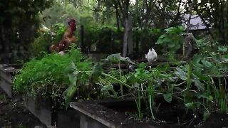 Discover How the REAL Grape Syrup Preparation in Azerbaijan!