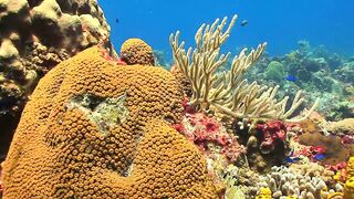Beautiful colorfull fish in sea water