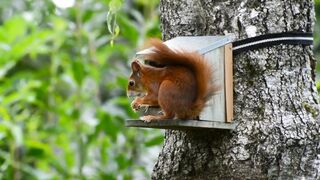 Squirrel Scavenger Hunt: A Fun Outdoor Activity for Kids