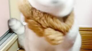 Best Funny Videos Of Dogs ? And Cats ? - Try Not To Laugh!\Cute funny cat's please like and follow ????