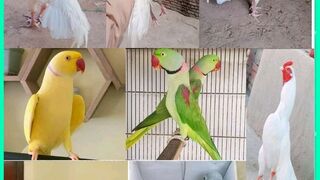 OMG... what happen with all chikens